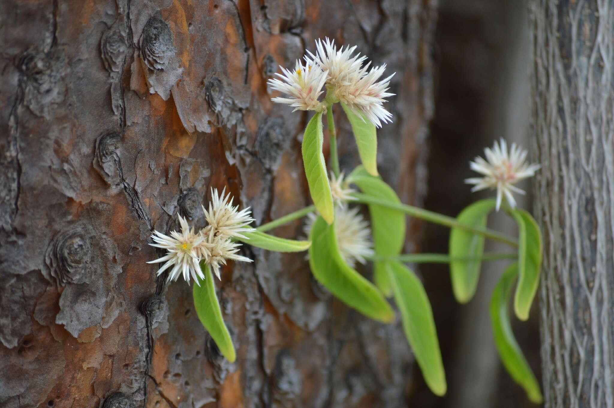 Image de Alternanthera echinocephala (Hook. fil.) Christopherson