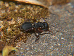 Image of Camponotus braunsi Mayr 1895