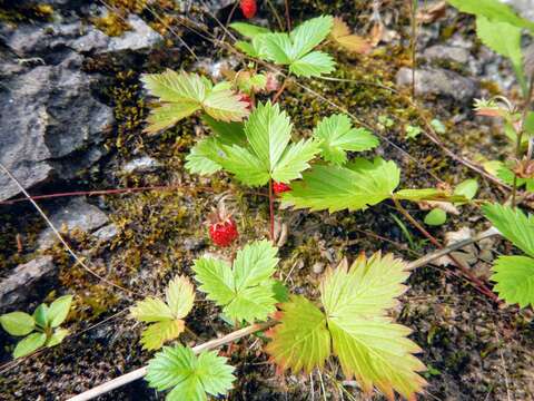 Image of woodland strawberry