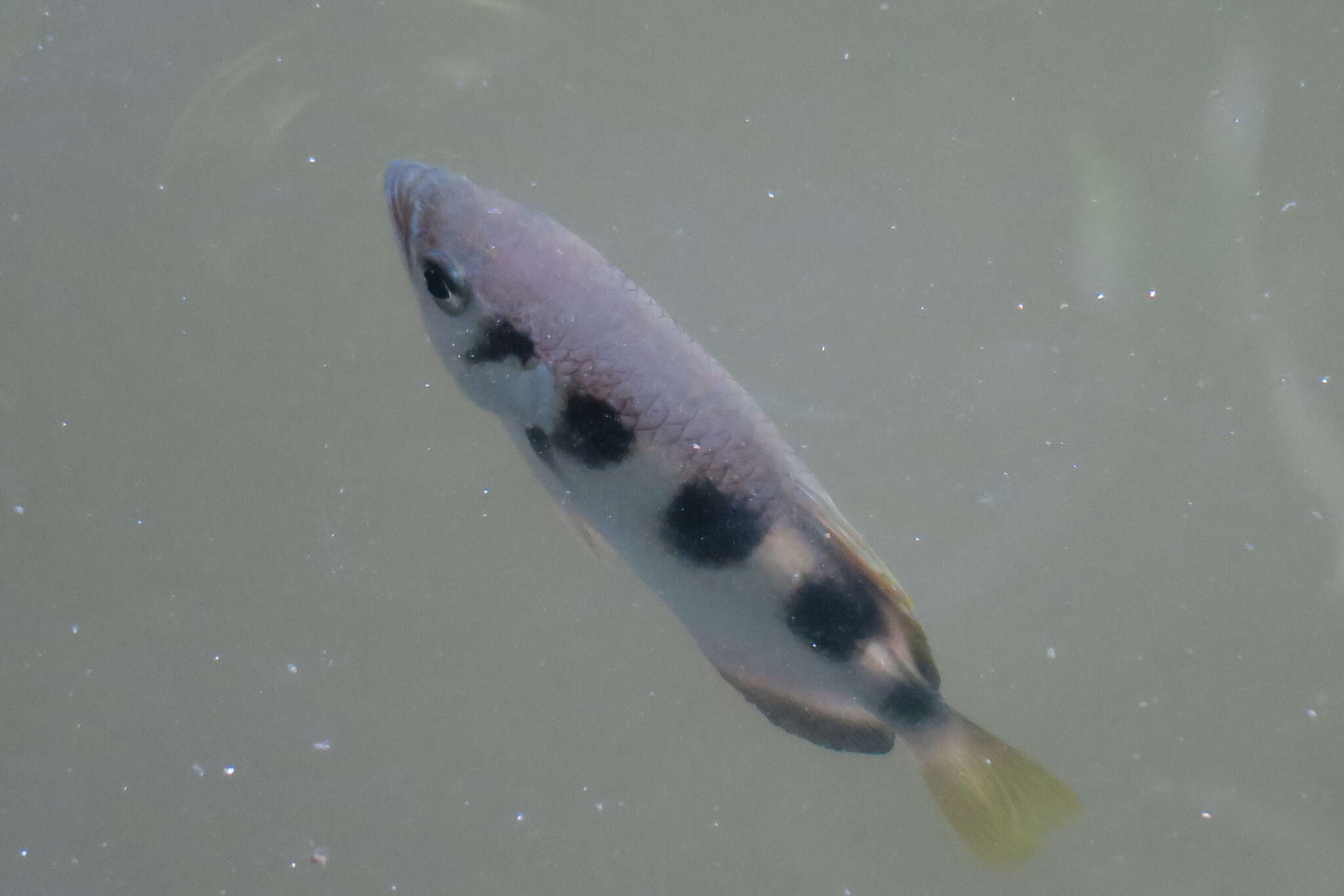 Image of archerfishes