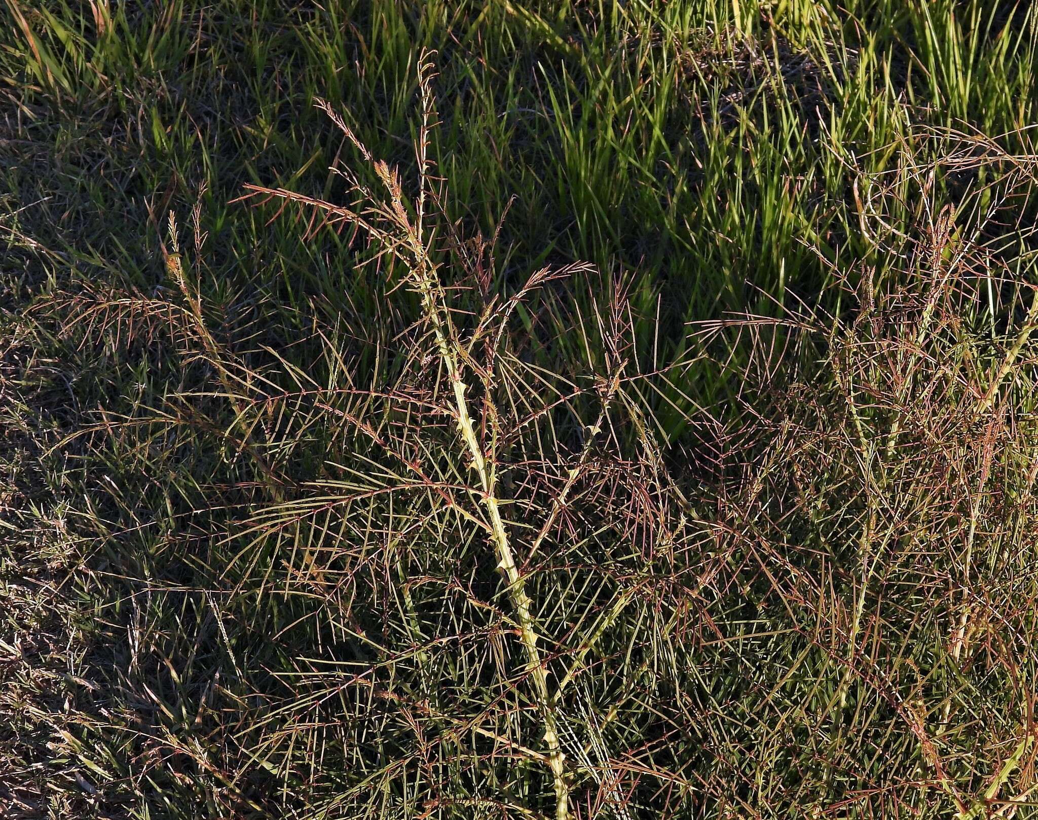 Image of Mimosa somnians Willd.