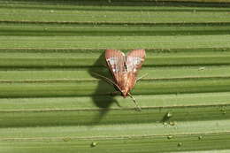 صورة Omiodes stigmosalis Warren 1892