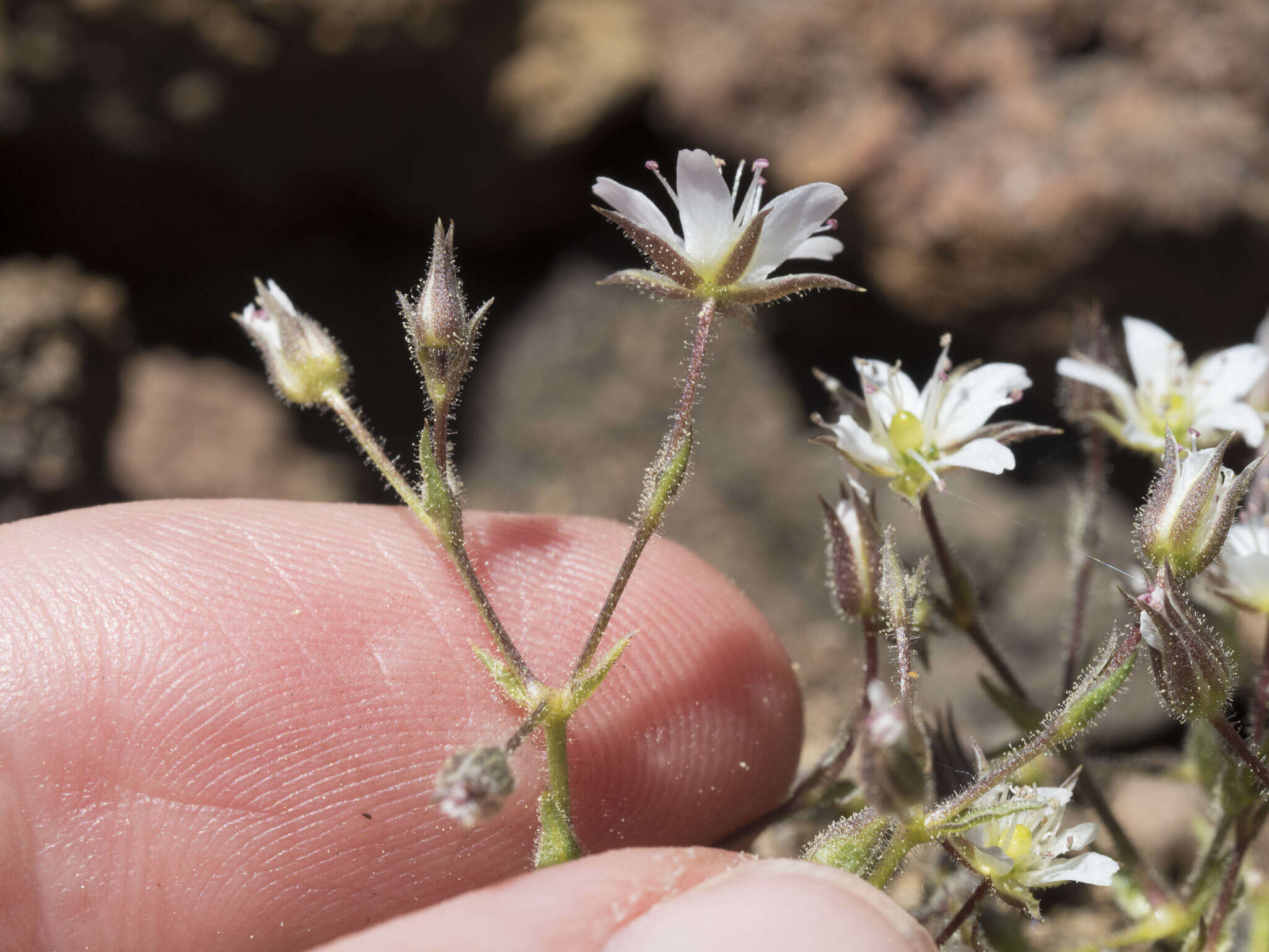 Image de Sabulina nuttallii var. gracilis (B. L. Rob.) Dillenb. & Kadereit