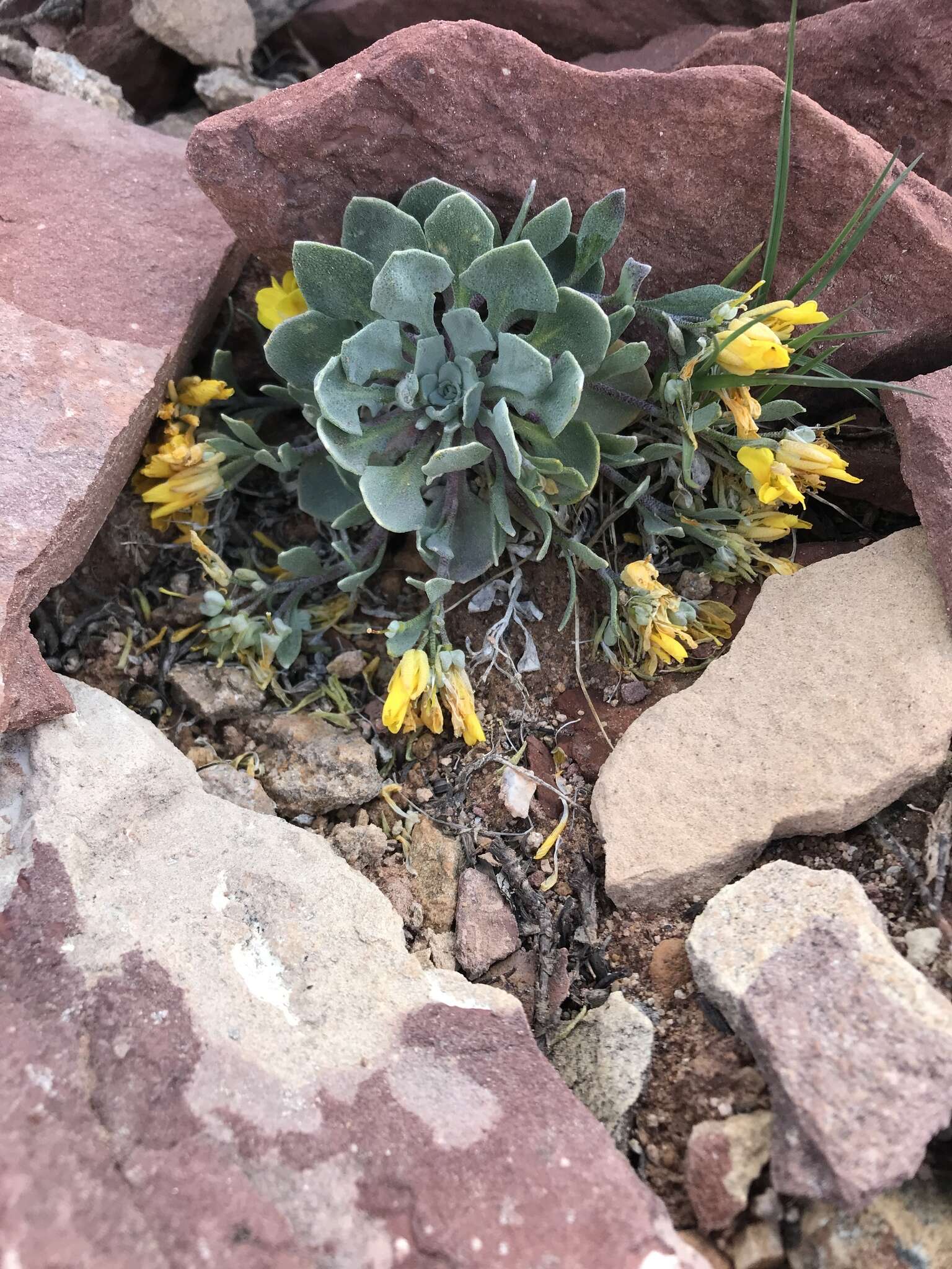 Image of Avery Peak twinpod