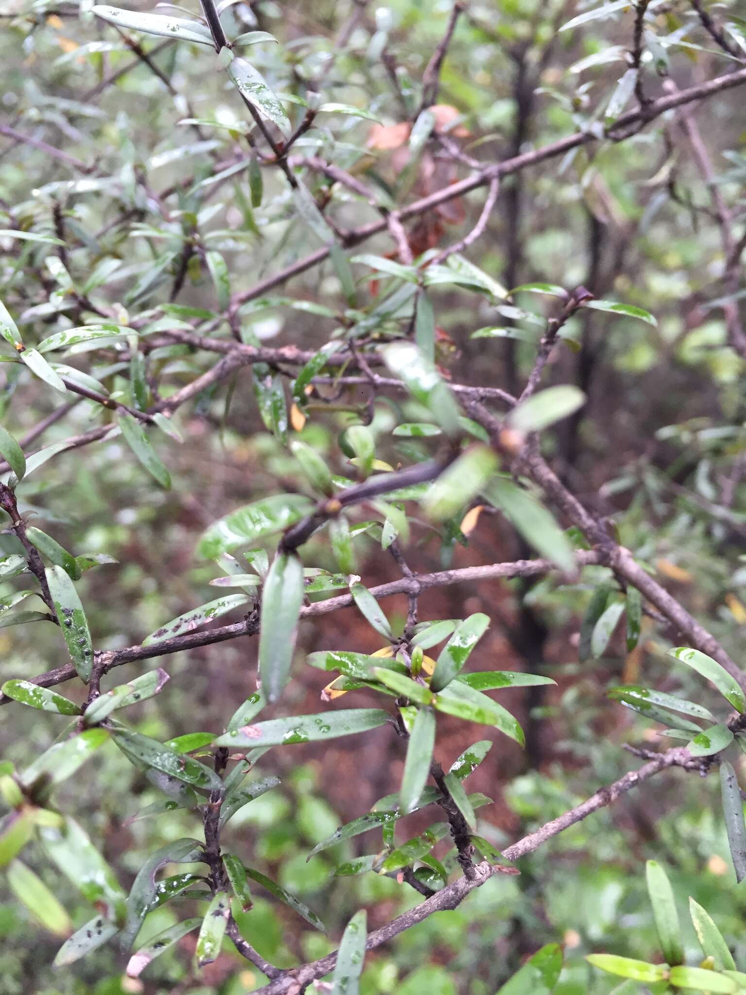 Sivun Coprosma linariifolia (Hook. fil.) Hook. fil. kuva