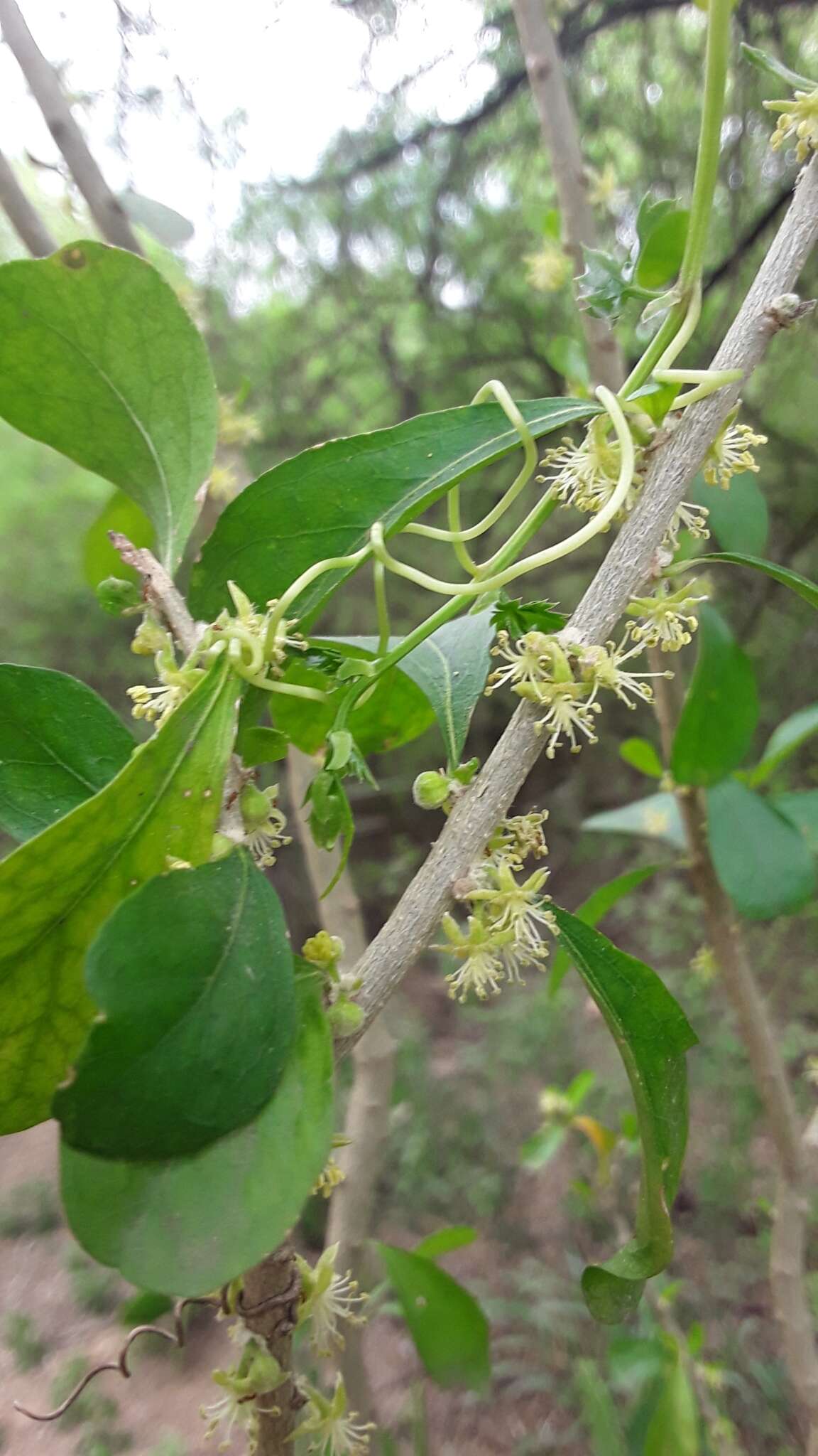 Image of Vasey's wild lime