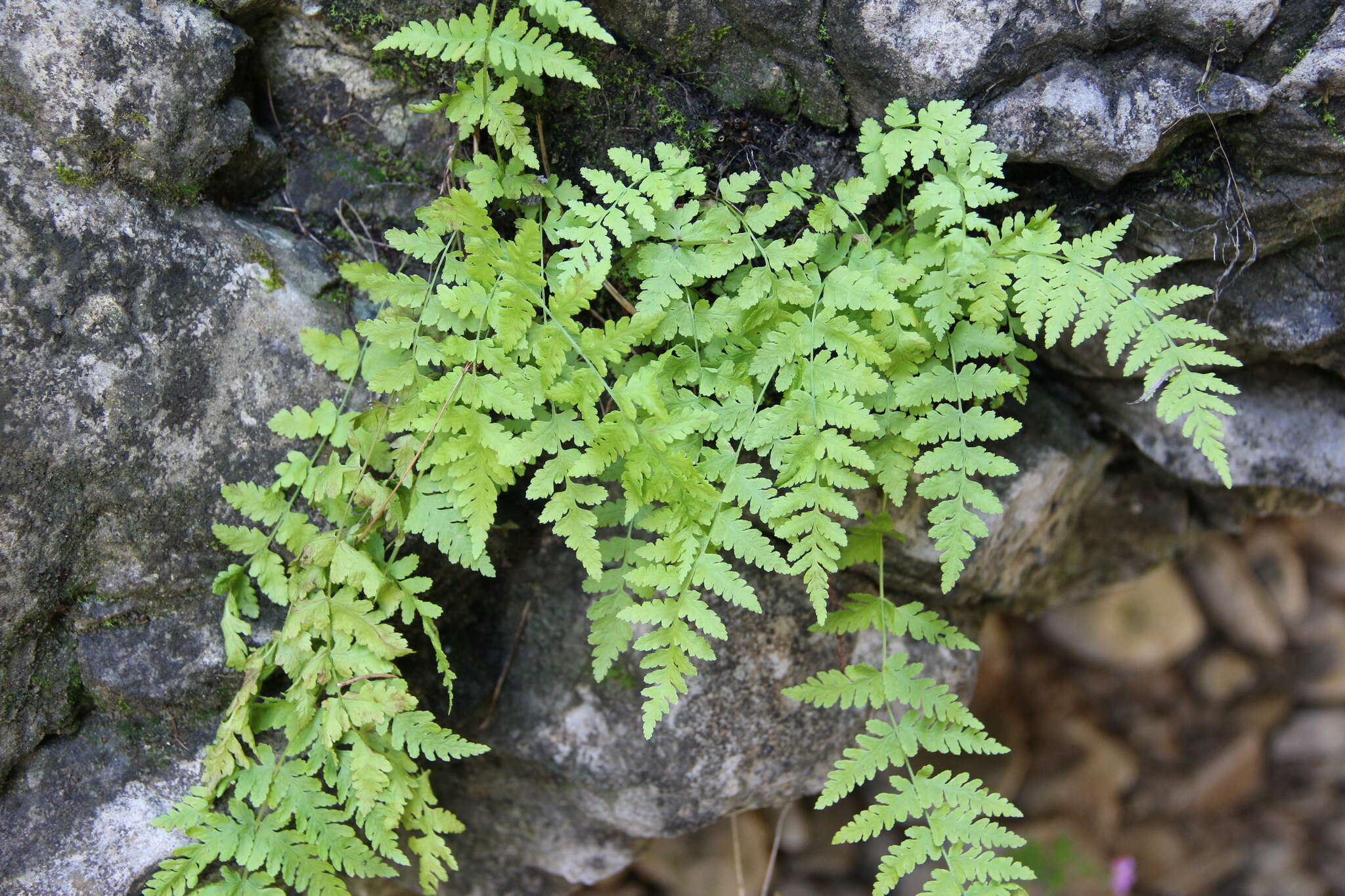 Image of Woodsia fragilis (Trev.) Moore