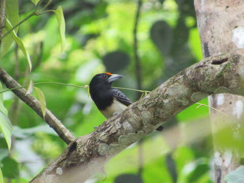 Image of Orange-fronted Barbet