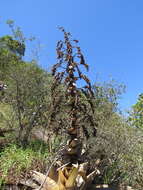 Image of Alcantarea imperialis (Carrière) Harms