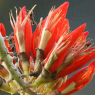 Image of Erythrina suberosa Roxb.