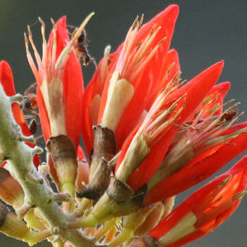 Plancia ëd Erythrina suberosa Roxb.