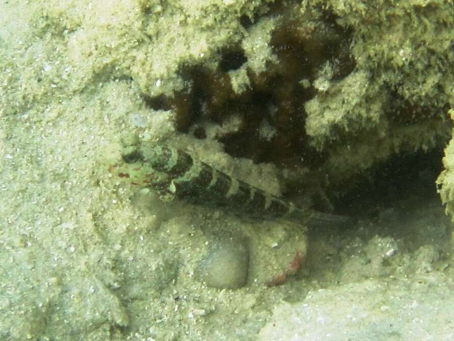 Image of Blue-speckled prawn-goby