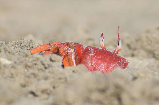 Image of red ghost crab