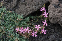 Imagem de Saponaria sicula Raf.