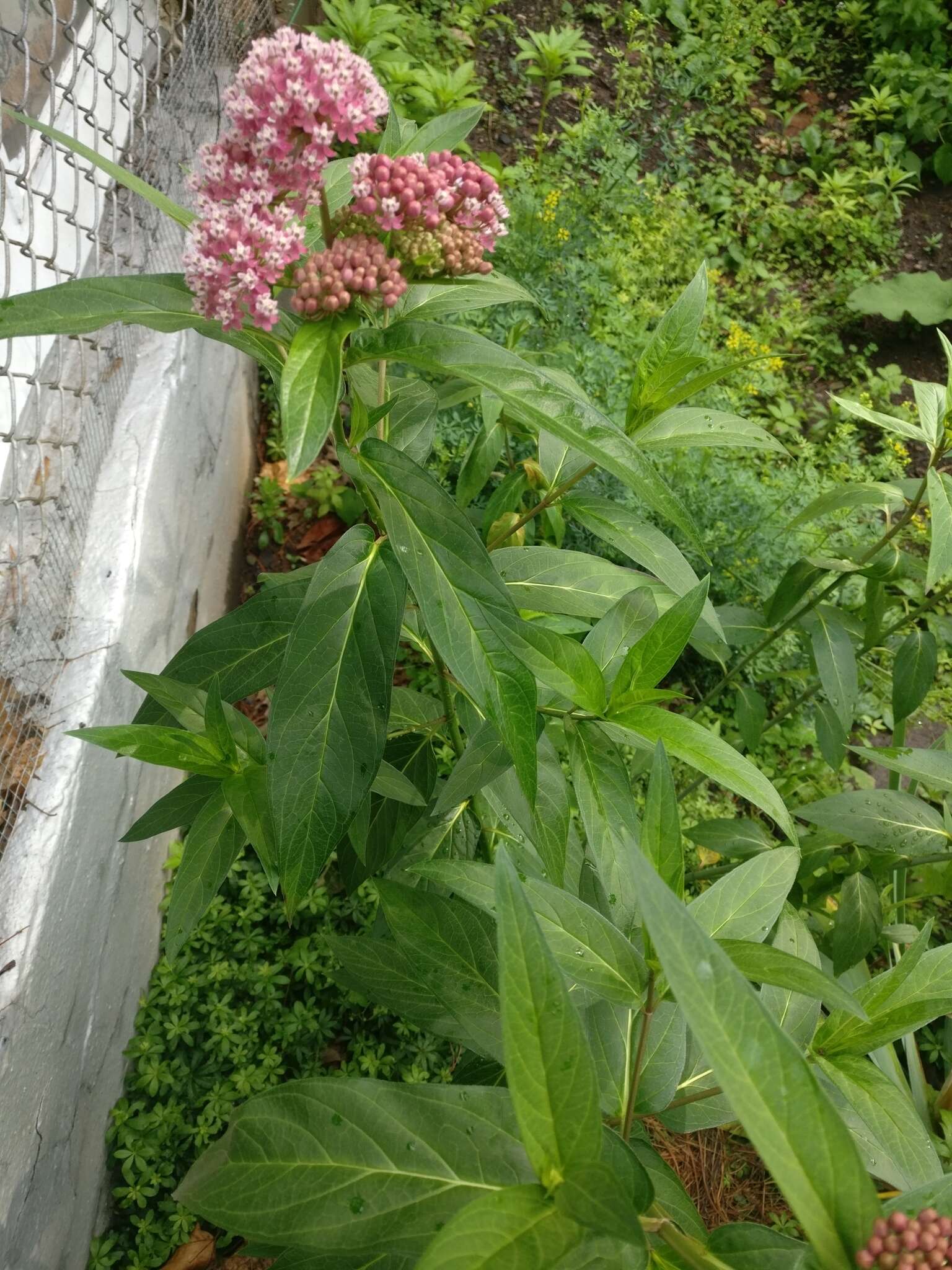 Image of swamp milkweed