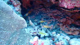 Image of Coral cardinalfish