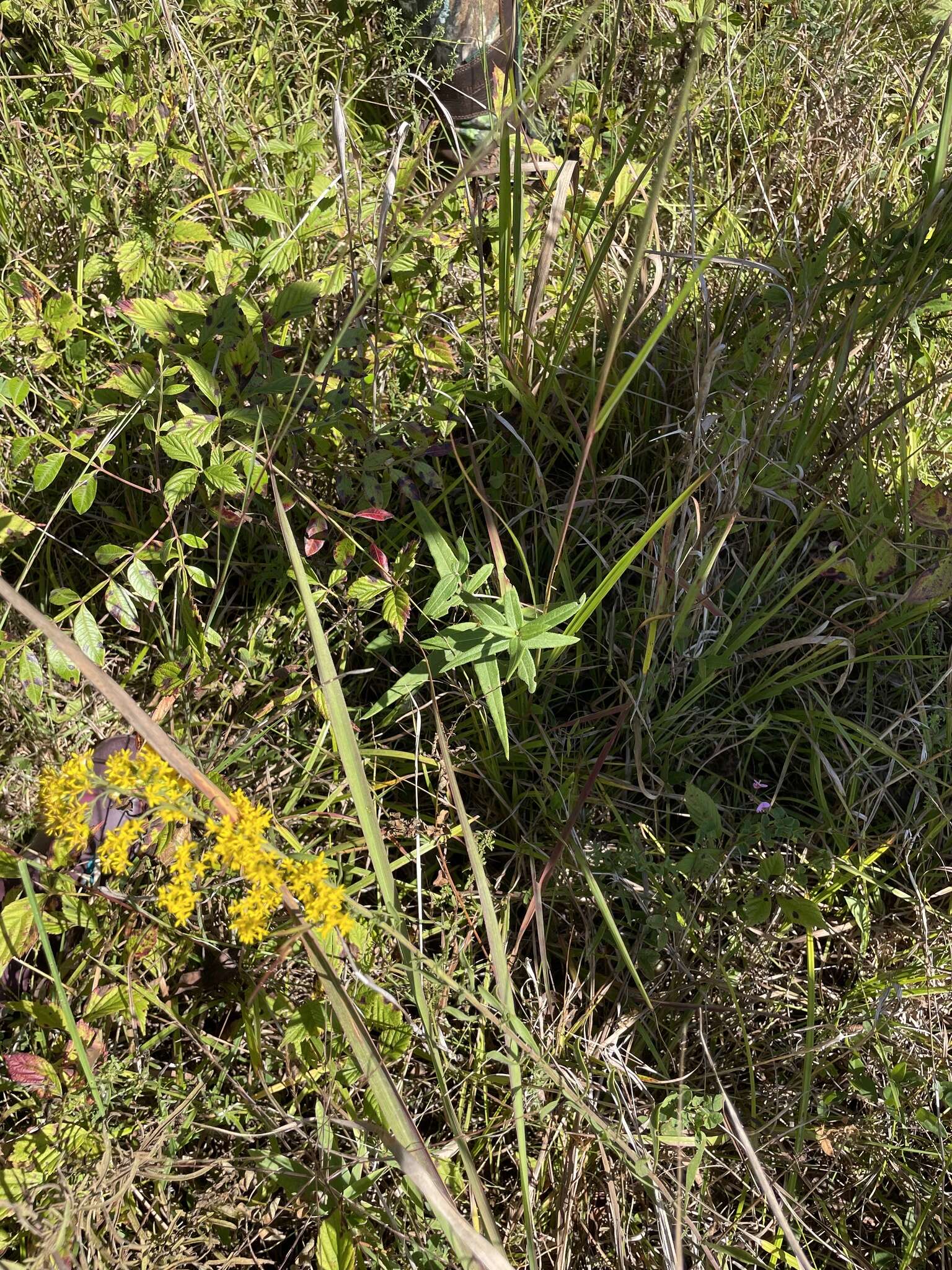 Image of Schweinitz's sunflower