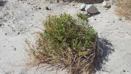 Image of alkali goldenbush