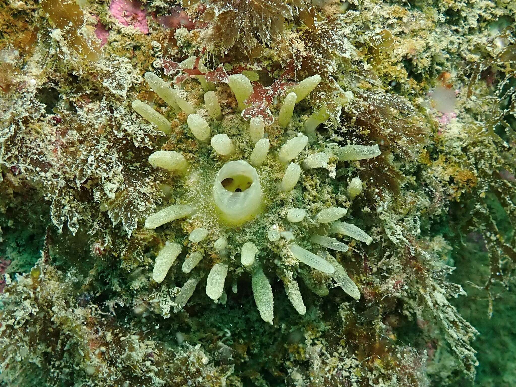 Image of chimney sponge