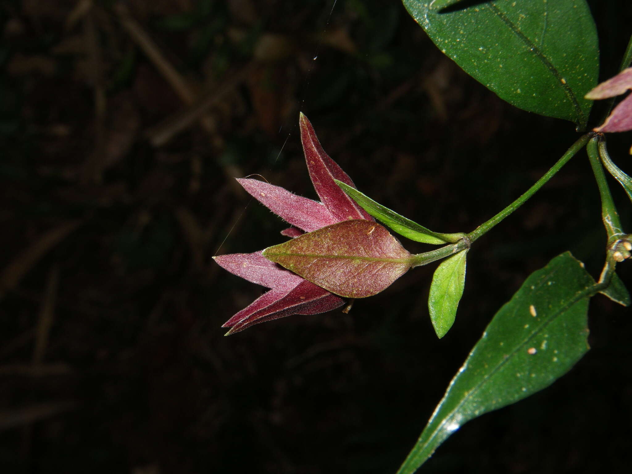 Hypoestes pulchra Nees resmi