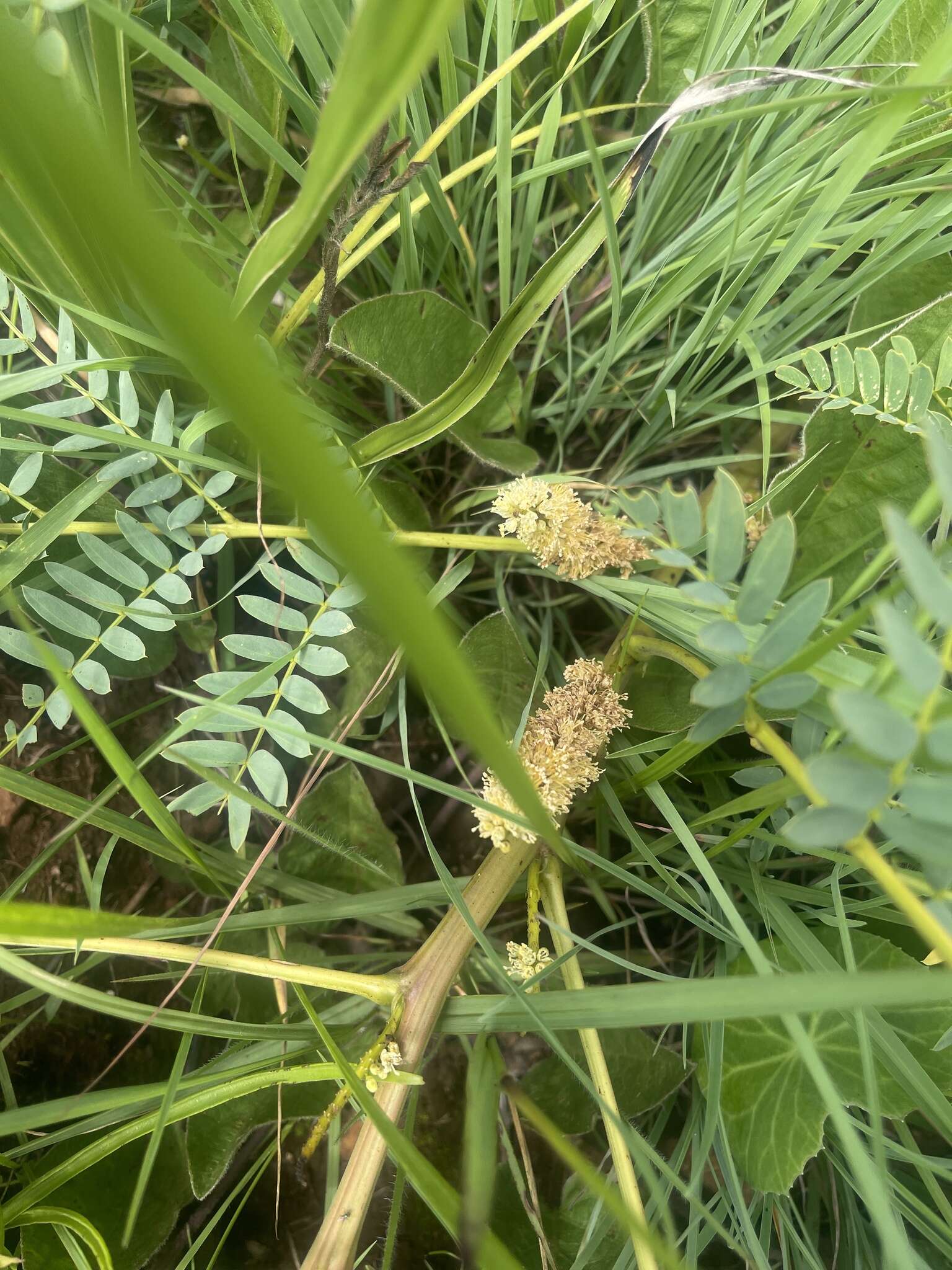 Image of Elephantorrhiza obliqua Burtt Davy