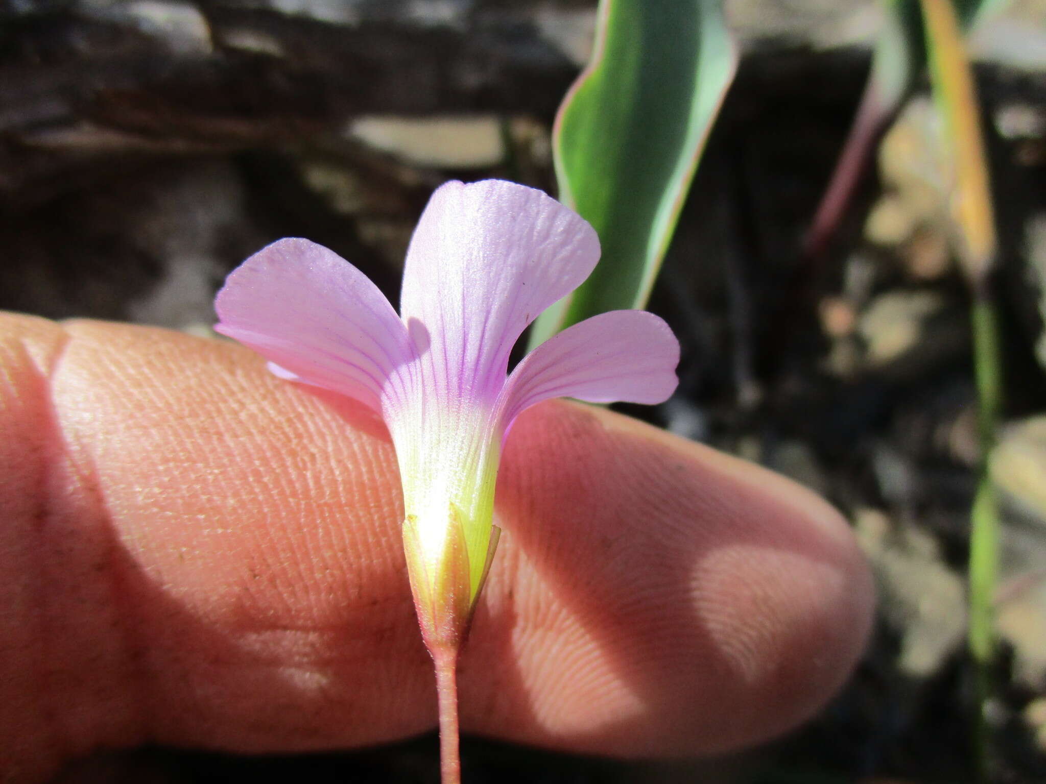 Image of Oxalis commutata Sond.