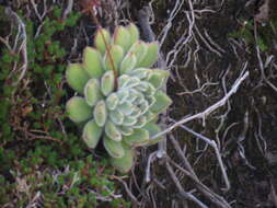 Image of Mexican Firecracker