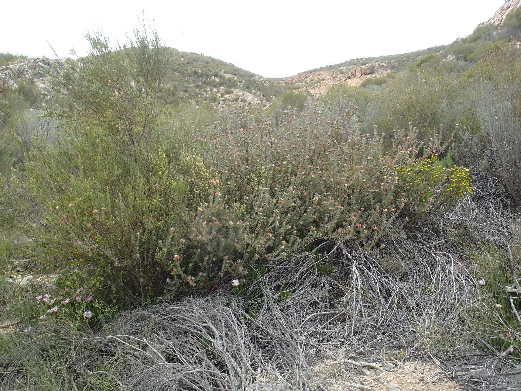 Plancia ëd Leucospermum wittebergense Compton