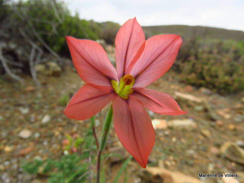 صورة Moraea karroica Goldblatt