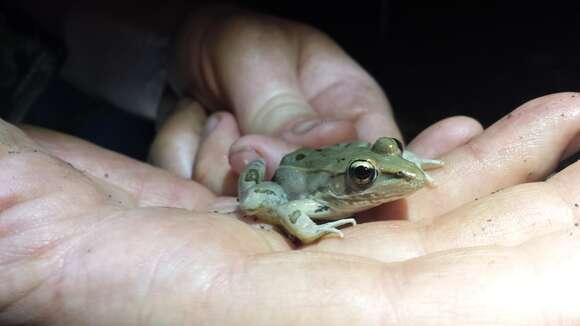 صورة Lithobates sphenocephalus (Cope 1886)