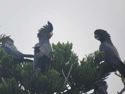 Image of Red-tailed Black-Cockatoo