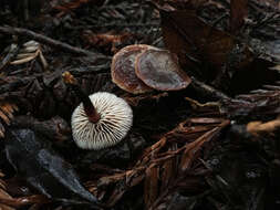 Image of Gymnopus brassicolens (Romagn.) Antonín & Noordel.