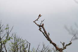 Image of Grey-headed Bullfinch