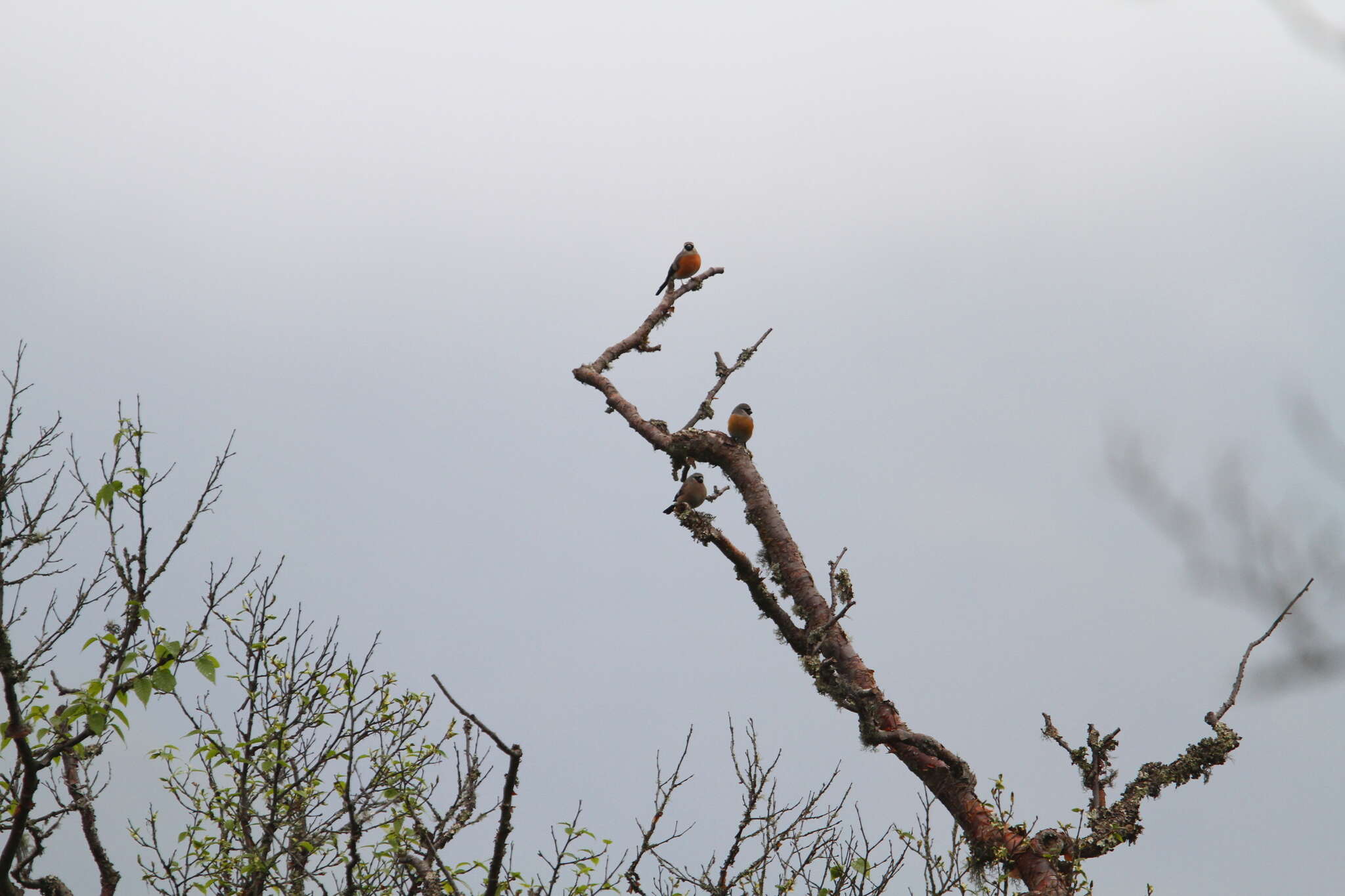 Image of Grey-headed Bullfinch