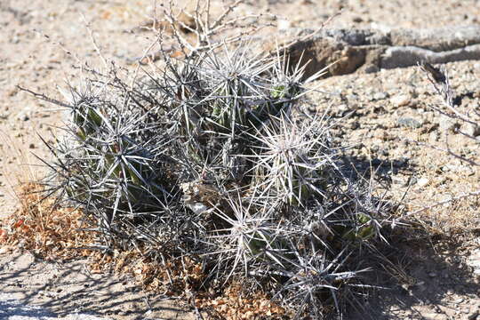 Corynopuntia invicta (Brandegee) F. M. Knuth resmi