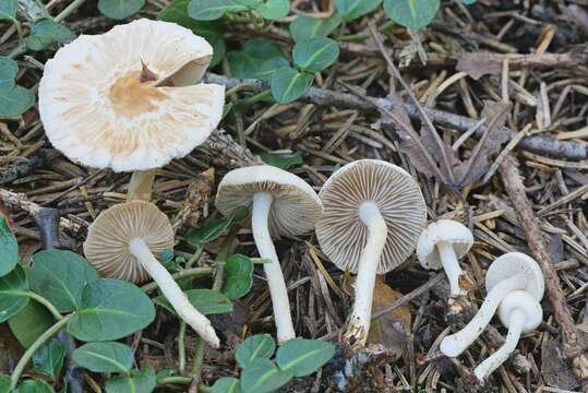 Image of Inocybe armeniaca Huijsman 1974