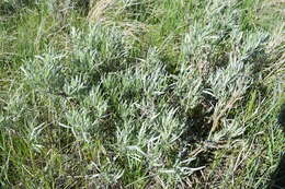 Image of silver sagebrush