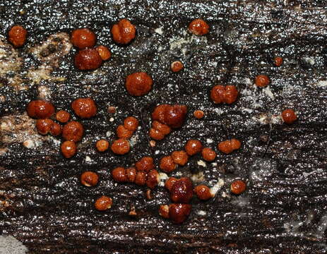 Plancia ëd Trichoderma nothescens Samuels & Jaklitsch 2013