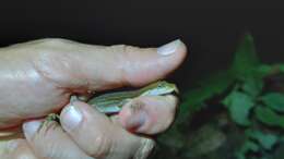 Image of Two-marked Anole