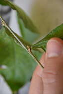 Image of Pombalia prunifolia (Humb. & Bonpl.) Paula-Souza