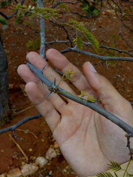 Image of Chloroleucon dumosum (Benth.) G. P. Lewis