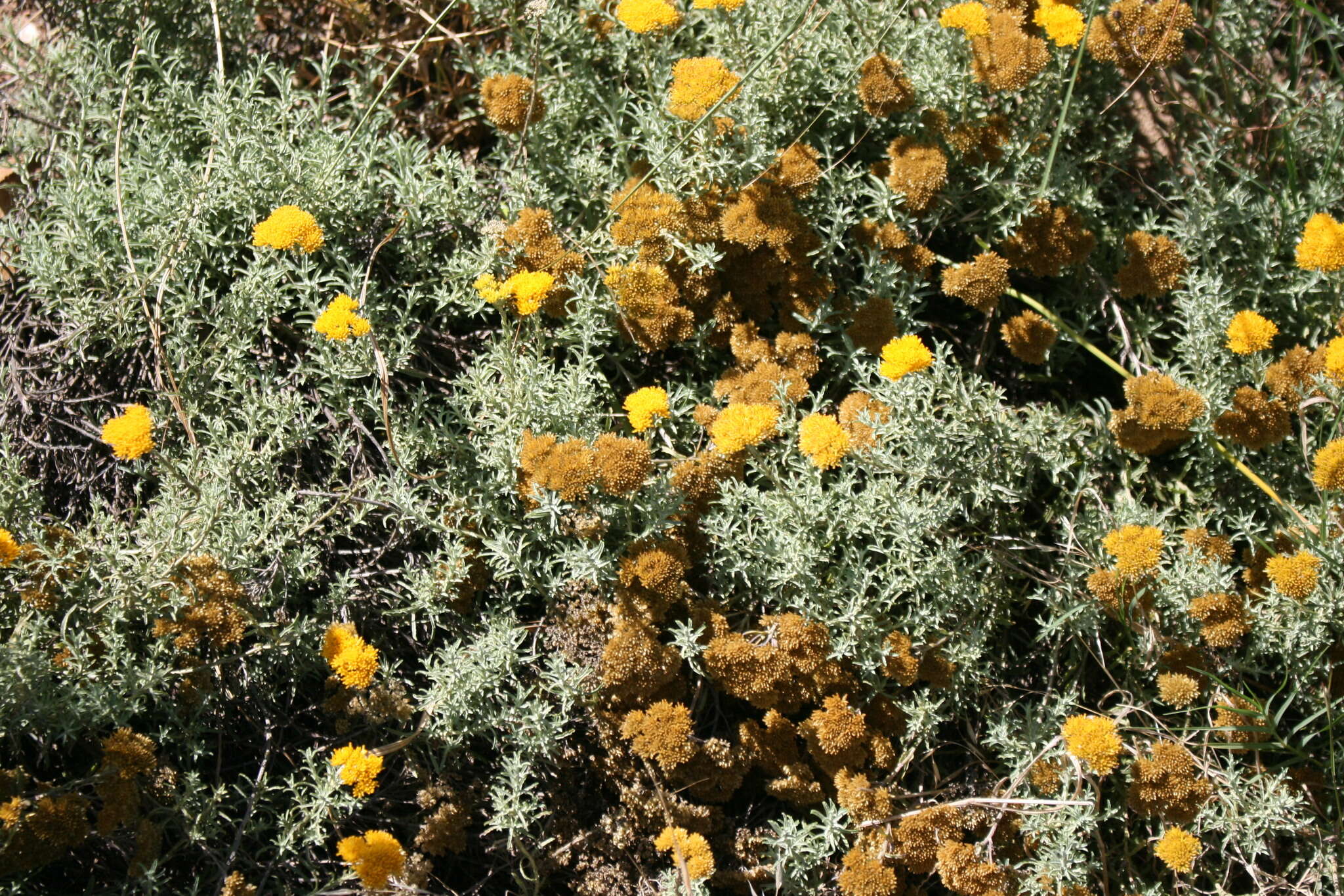 Image of Helichrysum rutilans (L.) D. Don