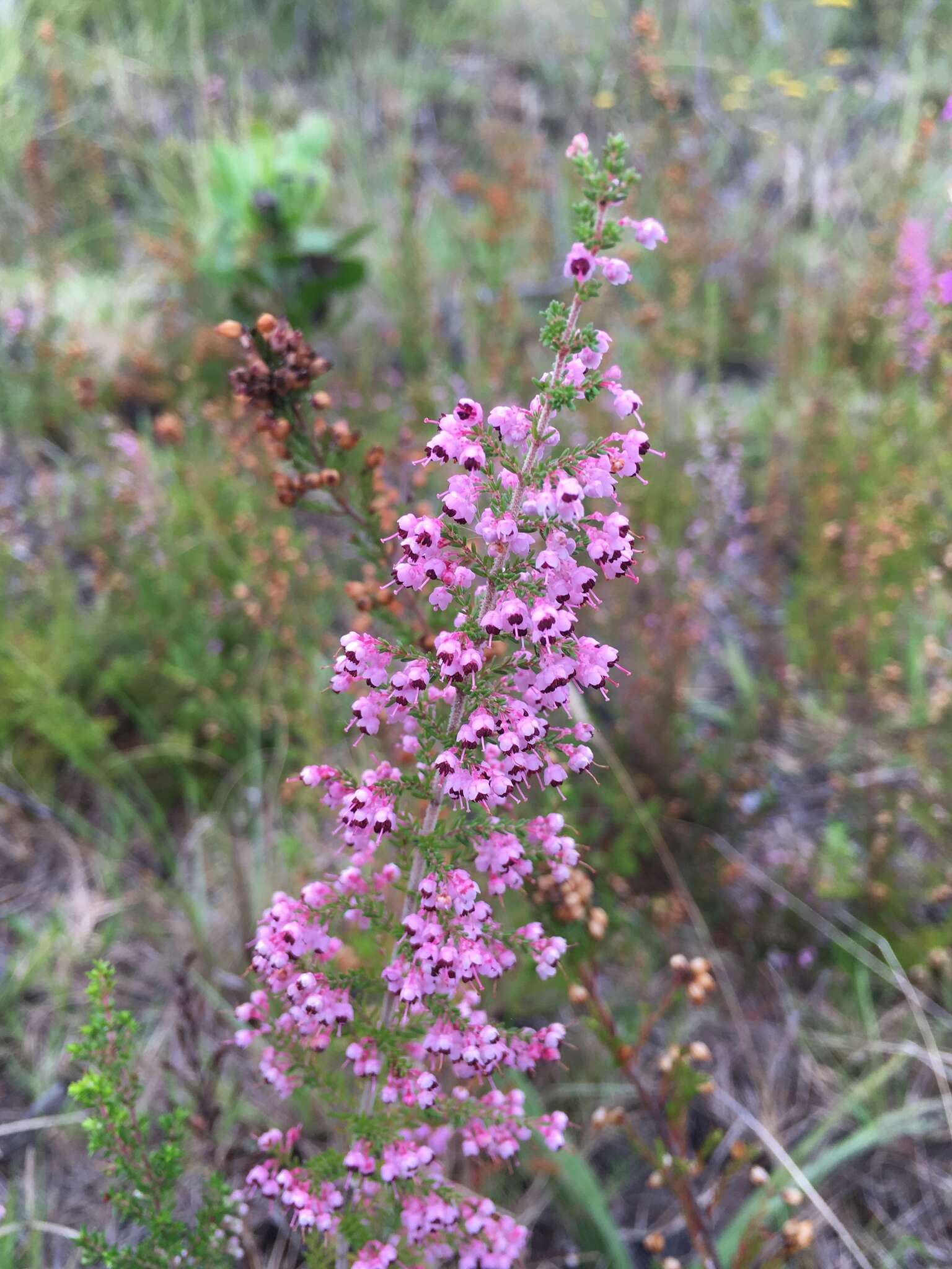 Image of hairy grey heather