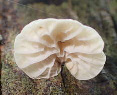 Image of Campanella capensis (Berk.) D. A. Reid 1975