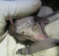 Image of Naked-rumped Tomb Bat