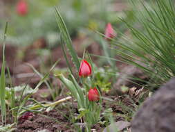 Image of Tulipa julia K. Koch