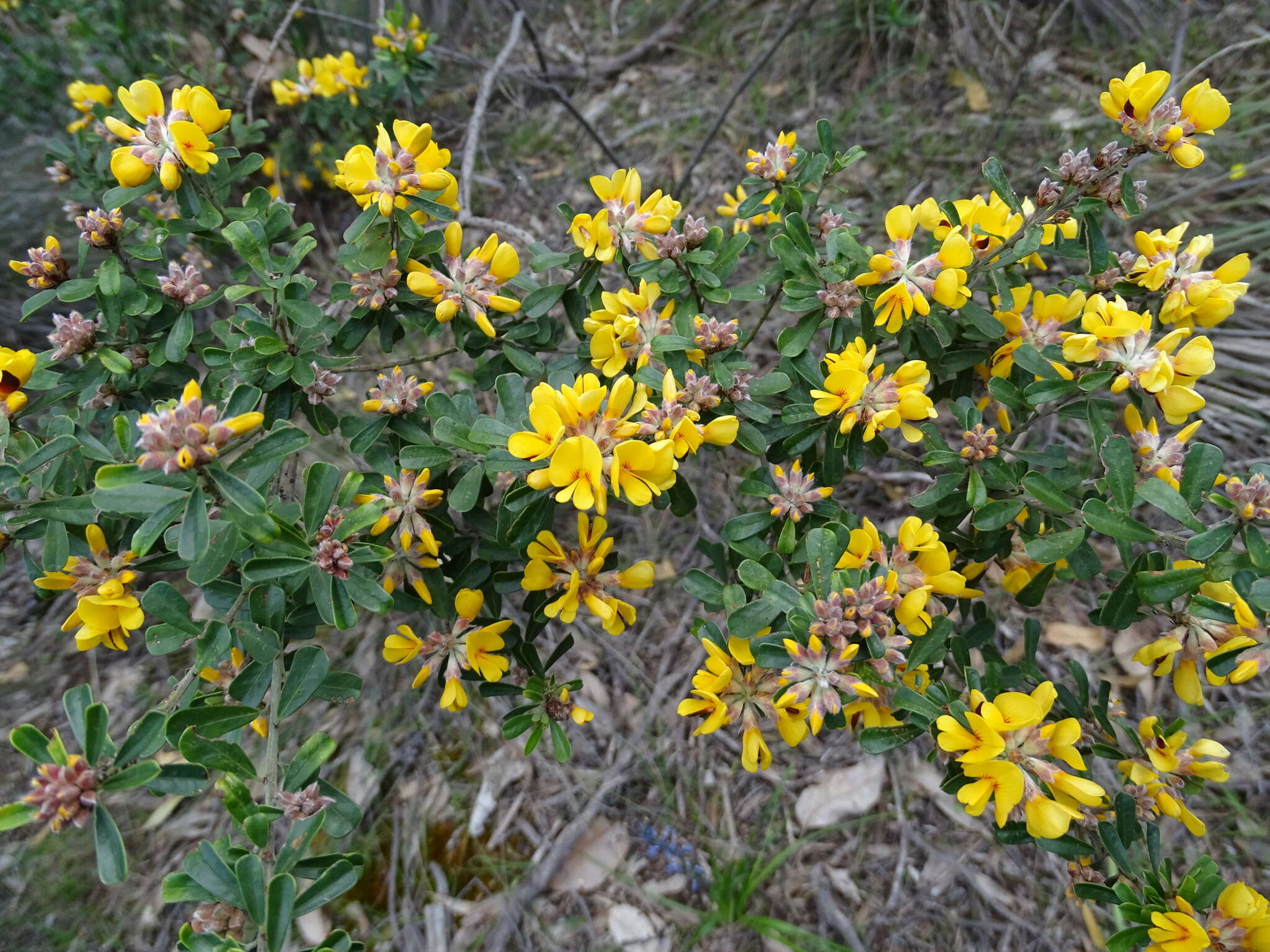 Sivun Pultenaea daphnoides Wendl. kuva