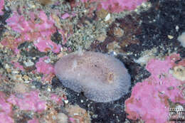 Image of Atalodoris pusilla (Alder & Hancock 1845)