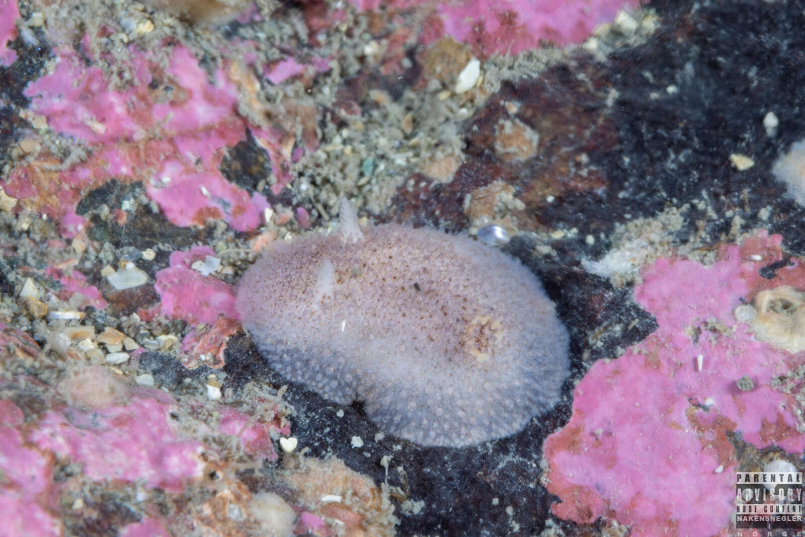 Image of Atalodoris pusilla (Alder & Hancock 1845)