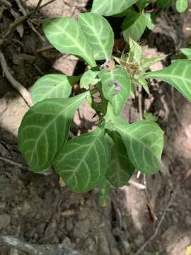 Image of Crossandra fruticulosa Lindau